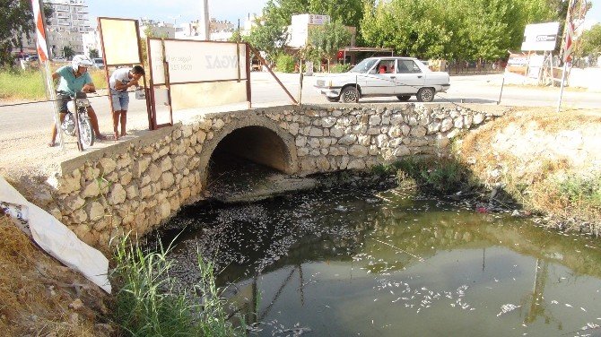 Silifke’de Binlerce Yavru Balık Telef Oldu