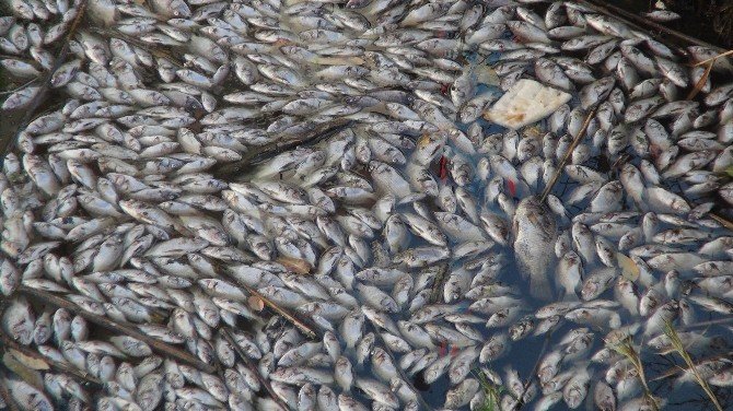 Silifke’de Binlerce Yavru Balık Telef Oldu