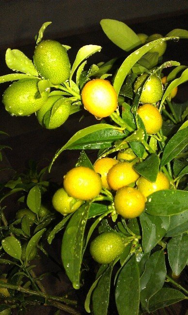 Sebze Ve Meyveler Hastalıklardan Koruyor