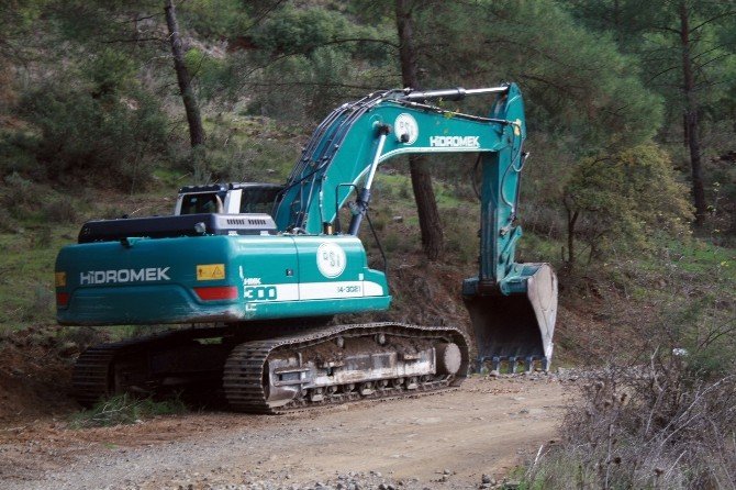 Yüzlerce Sığla Ağacı Dere Yatağı İçin Kesildi