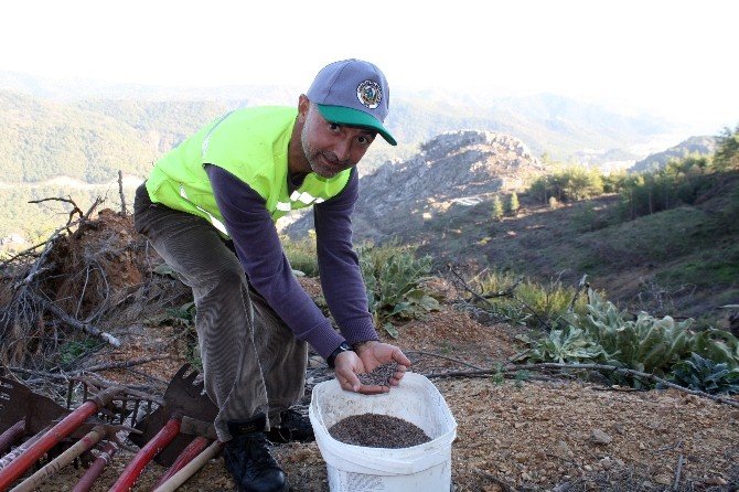Marmaris’te Yanan Orman Alanlarına Ekilen 2 Milyon Tohum Yeşerdi