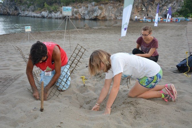 Yavru Caretta Carettaların Hayat Macerası Başladı