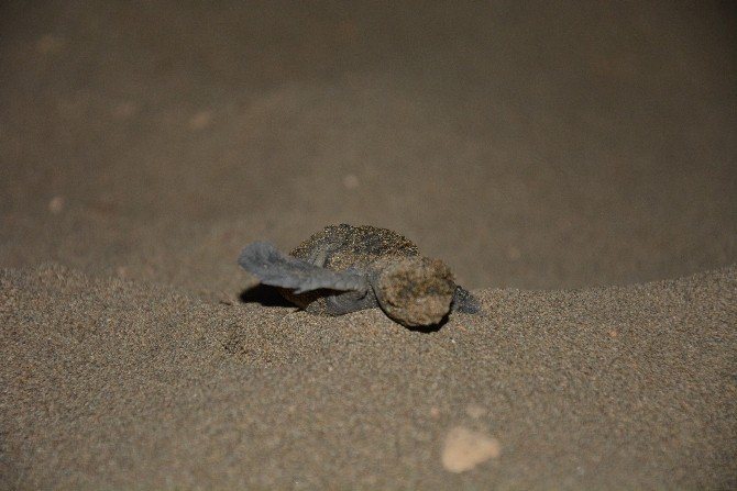 Yavru Caretta Carettaların Hayat Macerası Başladı