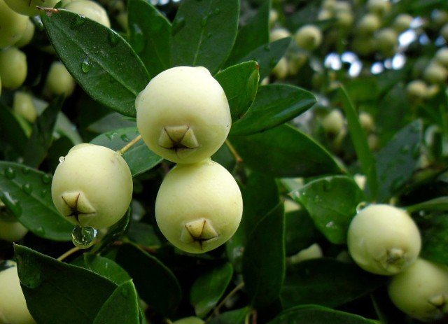 Boğazını "Murt" Tıkadı