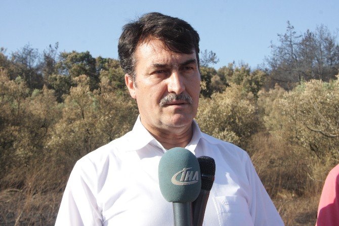 Köylüler Yanan Ormanlara Dikilen Fıstık Çamlarından Para Kazanacak