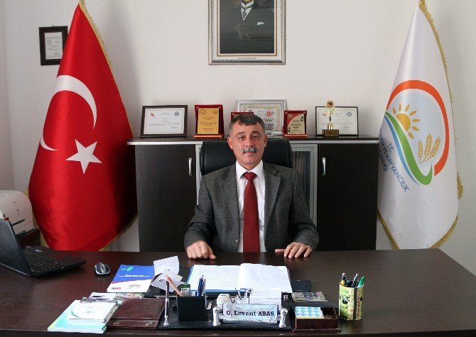 Mut’ta Zeytin Üreticiyi Güldürdü