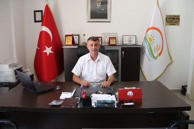 Mut Zeytini Dalında Satıldı