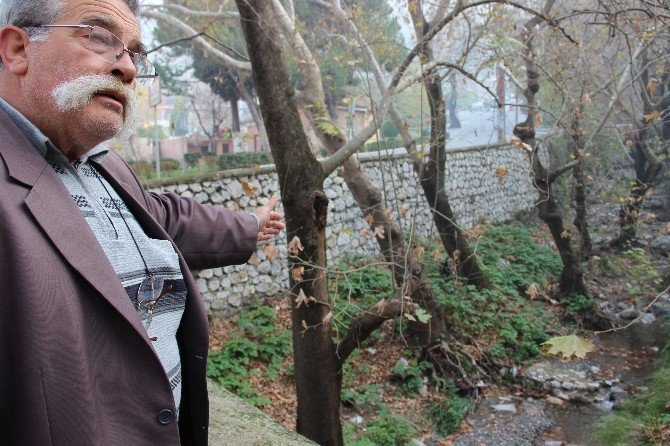 Asırlık Çınarlar Yok Olmak Üzere