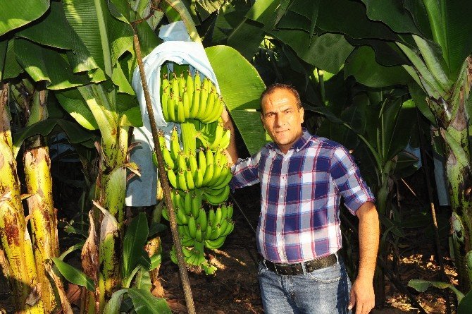 Antalya Muz Üretiminde Rekora Gidiyor