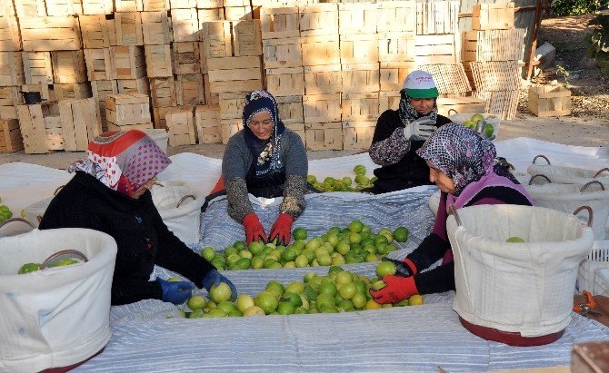 Narenciyede Fiyat Tırmanışı Sürüyor