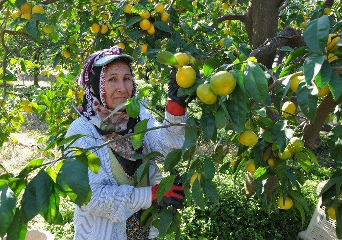 Narenciyede Fiyat Tırmanışı Sürüyor