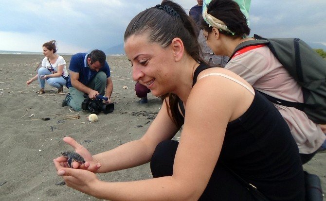 Hatay’da Caretta Carettalar Denizle Buluştu