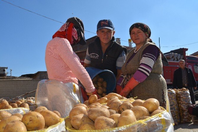 Niğde’de Patatesin Bolluğu Üreticiyi Sevindirmedi