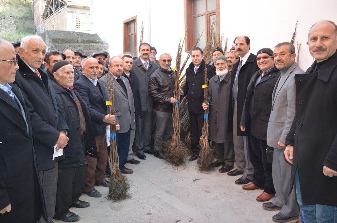 Niksar’da 4 Bin 530 Adet Ceviz Fidanı Dağıtıldı