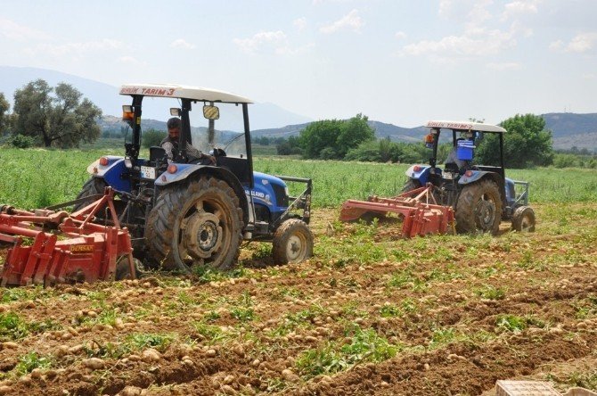 Patateste Mildiyö İddiası, Ödemişli Üreticileri Ayağa Kaldırdı