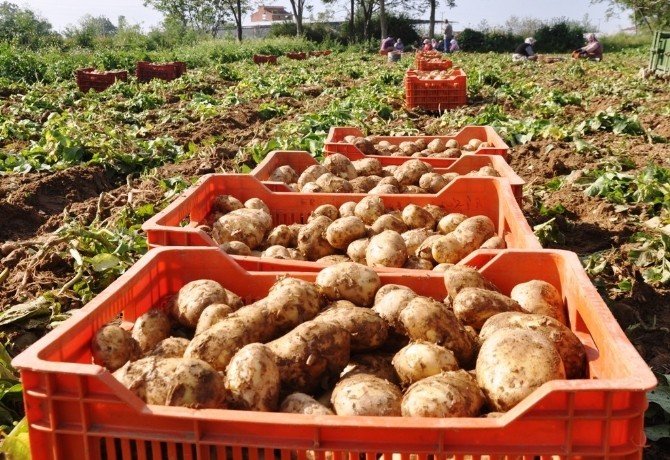 Patateste Mildiyö İddiası, Ödemişli Üreticileri Ayağa Kaldırdı