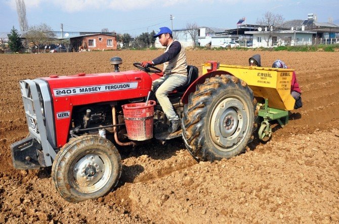 Sıcak Hava Patates Üreticisinin Yüzünü Güldürdü
