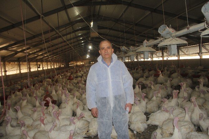 Bolu’da Yılbaşı İçin 150 Bin Hindi Kesildi