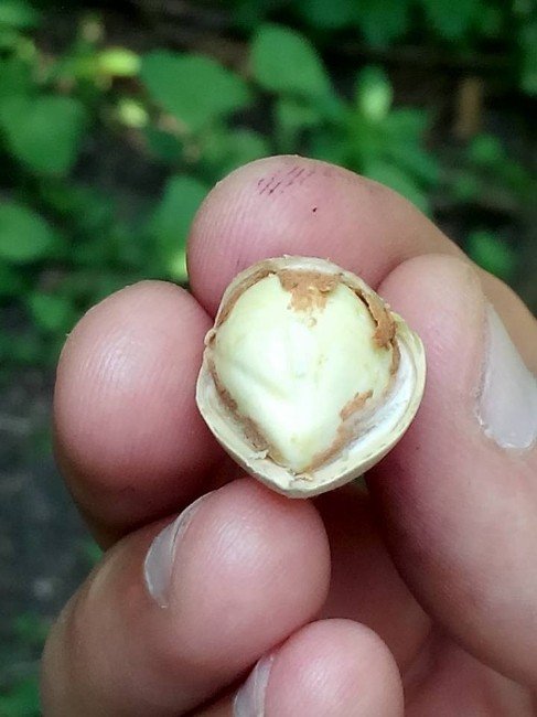 Fındıkta Erken Hasat Uyarısı