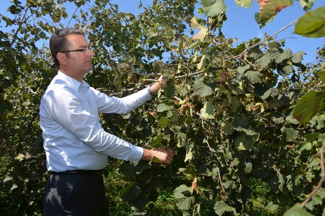 Fındık Üretiminde Reform