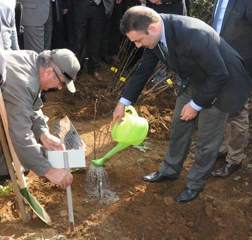 Ordu’da 7 İlçede 303 Bin 600 Fidan Dikildi