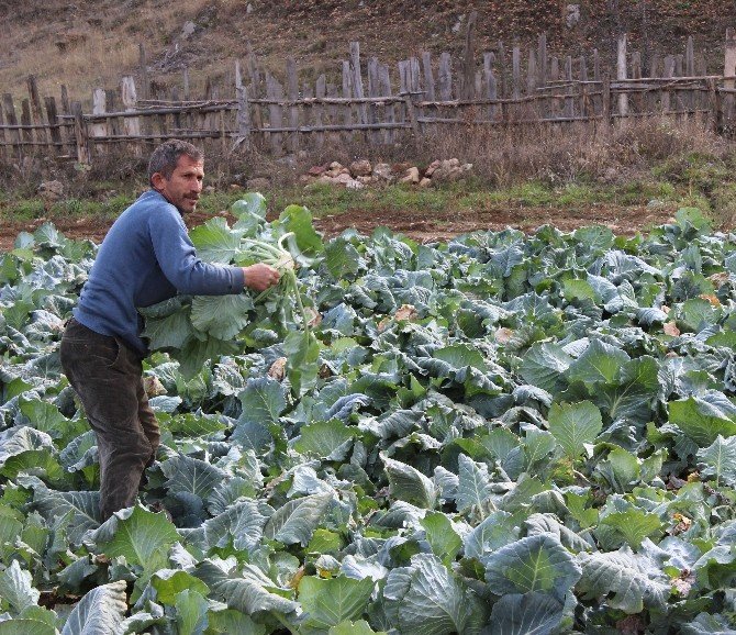 Ordu Tarlalarında Kara Lahana Bereketi