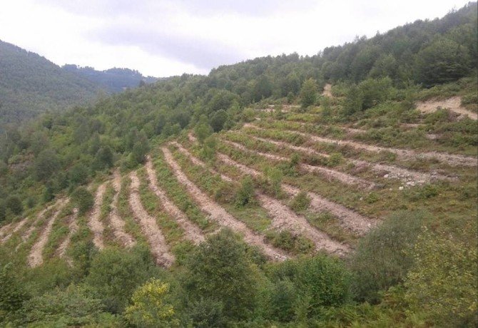 Ordu’da 2.5 Milyon Fidan Üretildi