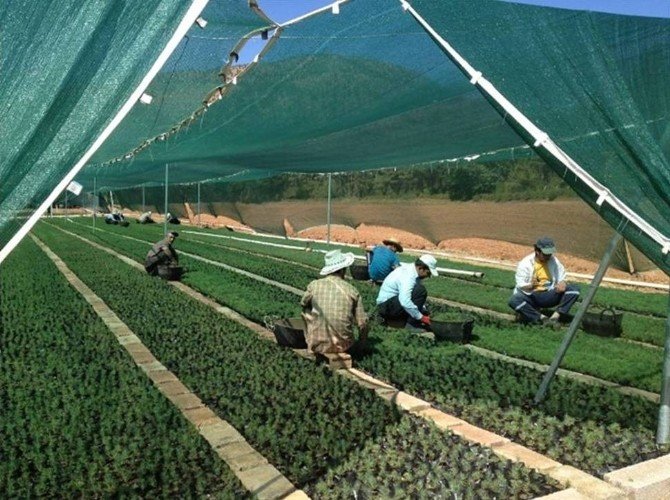 Ordu’da 2.5 Milyon Fidan Üretildi