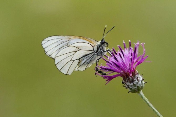 Ordu’da Biyokaçakçılık Uyarısı