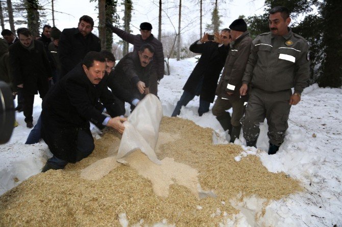 Yaban Hayvanlarına Yem