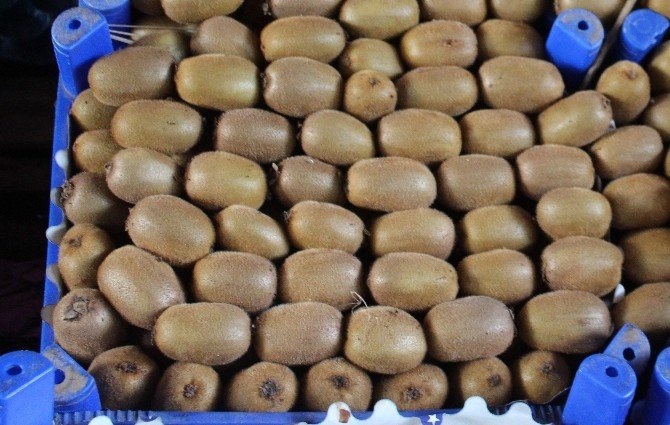 Ordu Kividen 13 Milyon Lira Kazandı