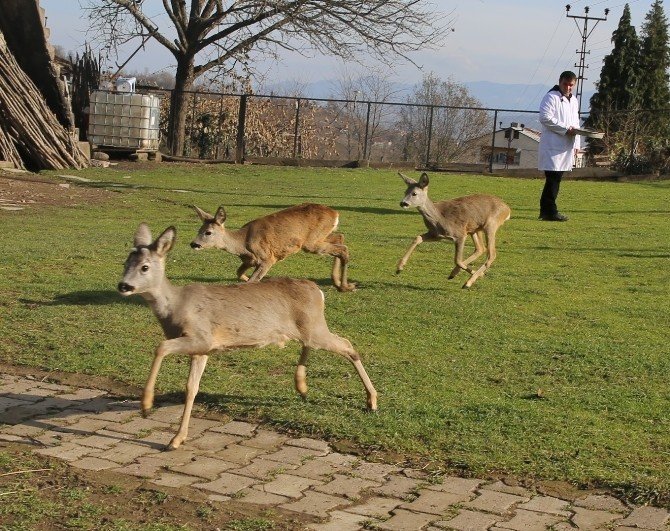 Yaban Hayvanları Koruma Altında