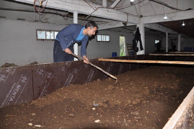 Organik Ürünler Artık Kaliforniya Solucanı Gübresiyle Yetişecek
