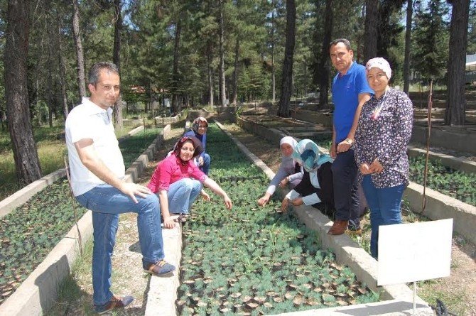 Ormancı Kadınlar Fidanları Bebek Gibi Büyütüyor