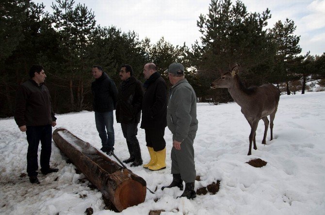 Karaca Ve Geyikler İçin Doğaya Yem Bırakıldı