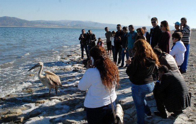 Uçmaya Cesaret Edemeyen Pelikan Doğaya Bırakılamadı