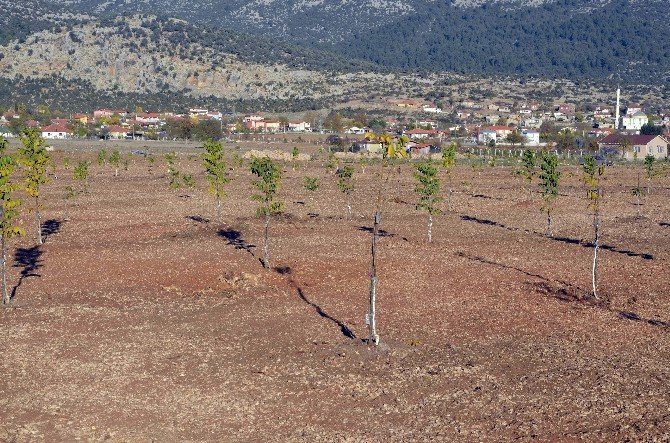 Orman Ve Su İşleri Bakanlığı, Antalya’da 2 Bin 730 Ceviz Ağacının Dağıtımını Yaptı