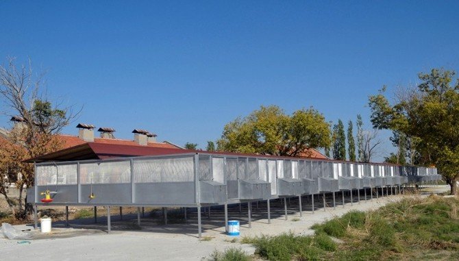 Türkiye’nin En Büyük Keklik Üretme Merkezi Konya’da Kuruldu