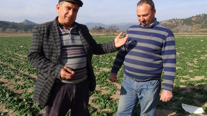 Osmaneli’de Ispanak Hasat Zamanı