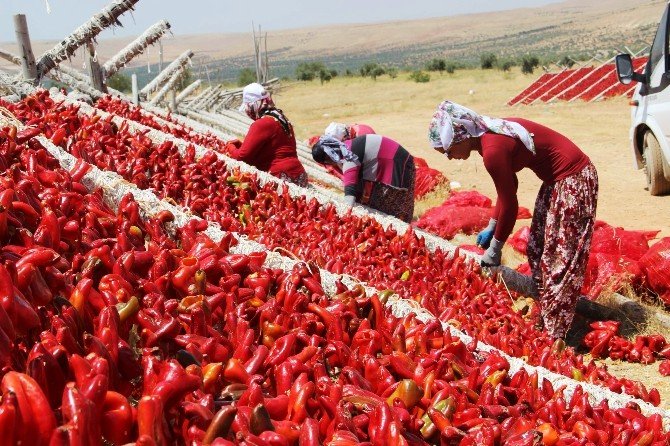 Sıcak Hava En Çok Onların Yüzünü Güldürüyor