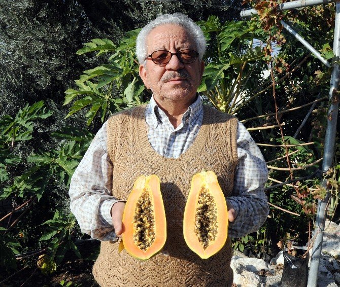Meraklı Çiftçi Açıkta Tropikal Meyve Yetiştirdi