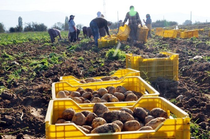 Patatesin Fiyatı Geçen Yıla Göre Yarıya Yarıya Düştü