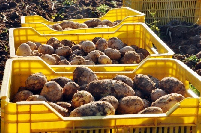 Patatesin Fiyatı Geçen Yıla Göre Yarıya Yarıya Düştü