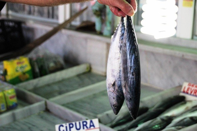 Sağlığınız İçin Balık Tüketin