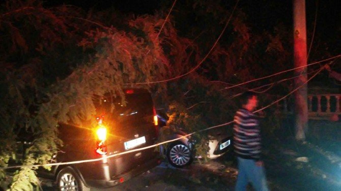 Sakarya’da Etkili Olan Rüzgar Tarihi Ağacı Devirdi