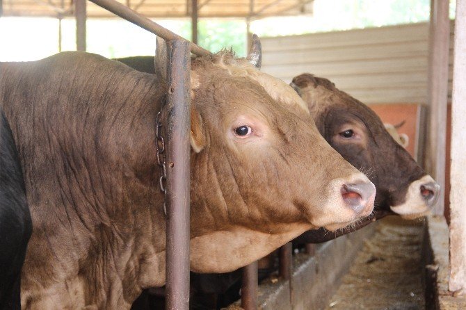 Uzmanından Kurban Yatırma Tekniği