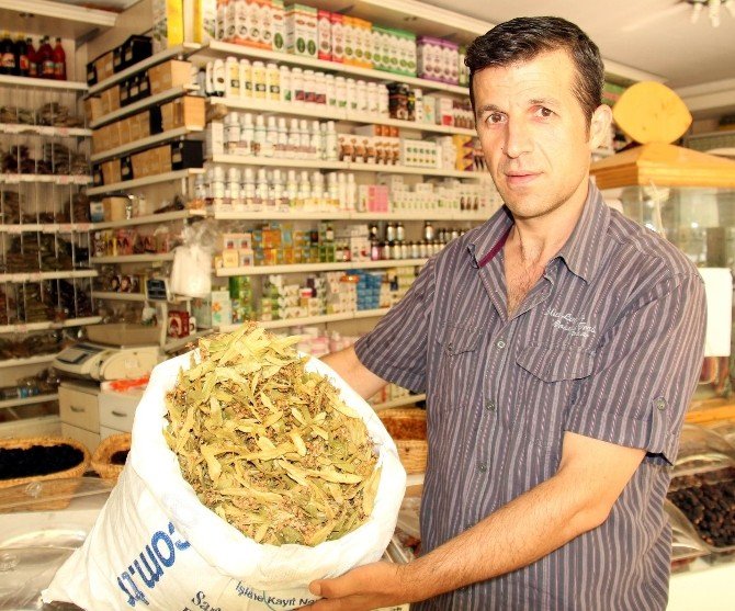 Samsun’da Ihlamurun Kilosu 45-50 Liradan Satılıyor