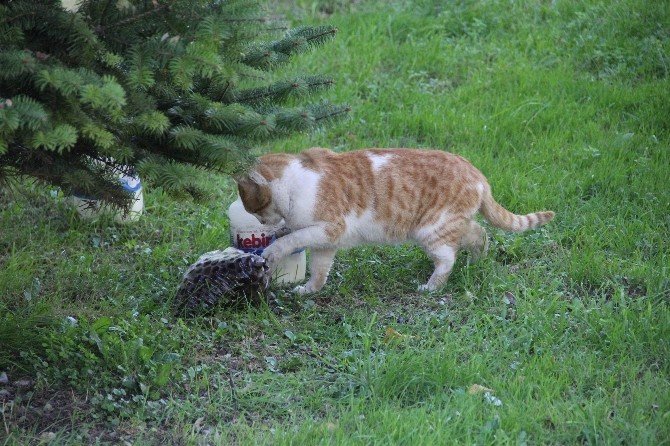 Kedinin Zeytin Keyfi