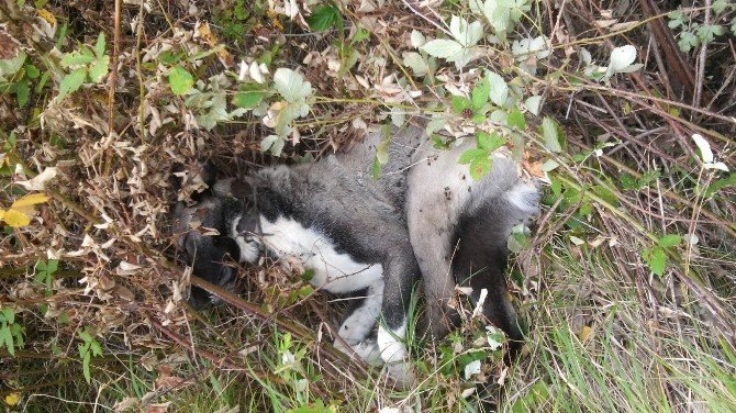 Samsun’da 6 Cins Köpek Zehirlendi