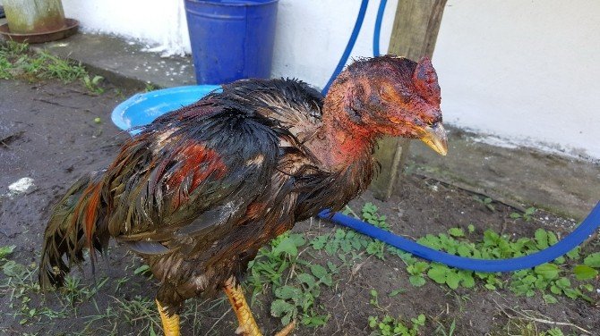 Horoz Dövüştürenlere Rekor Ceza